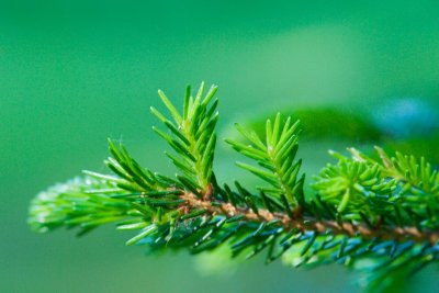 Picea orientalis - smrk východní - jehlice